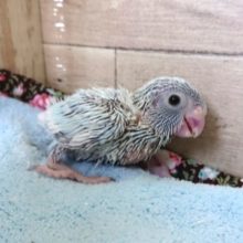 落ち着きあるホワイトっ　マメルリハインコ　アメリカンホワイト♀　１２月