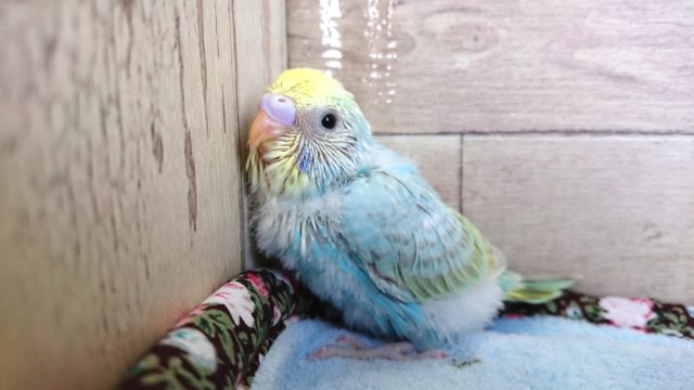 寄り添います～　セキセイインコ　パステルレインボー　１２月２日