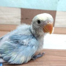 ｷﾚｲ。。本当にキレイです！コザクラインコ(ブルーチェリーパイド)