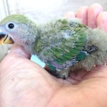 定番人気！コザクラインコ　ノーマル　１２月１０日