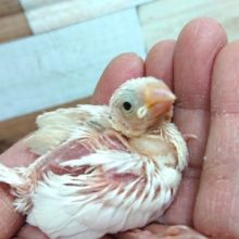 チビッこ文鳥！　白文鳥のヒナ来ました！