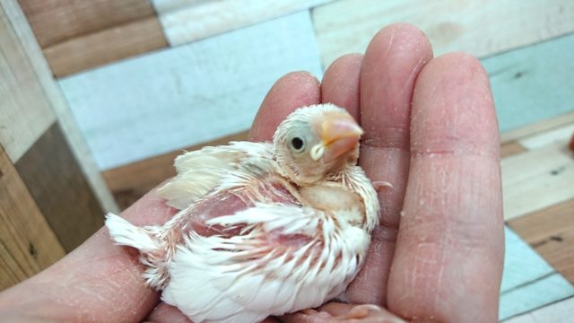 チビッこ文鳥！　白文鳥のヒナ来ました！