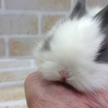 うさぎ饅頭　ライオンラビット～