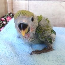 人気のラブバード～コザクラインコ ノーマル ２０２０１２月１７日