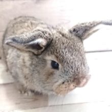 久々の入荷です！！ロップイヤー チェスナット ２０２０１２月１７日