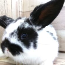 白黒ロップさん！ロップイヤー ２０２０１２月１7日