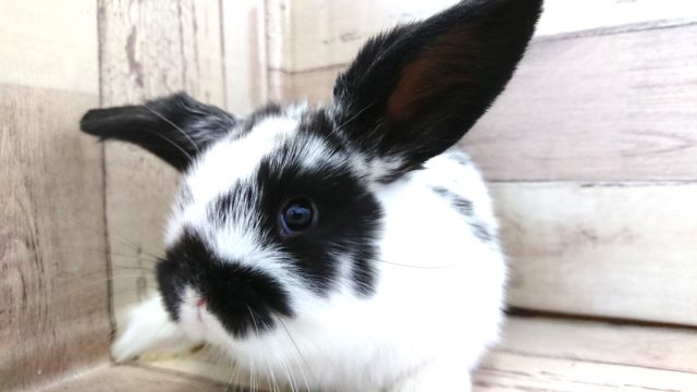 白黒ロップさん ロップイヤー ２０２０１２月１7日 東京からもほど近い 千葉県 神奈川県 埼玉県でロップイヤーラビット を販売するペットショップ