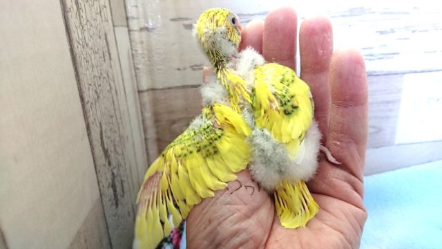 セキセイインコ