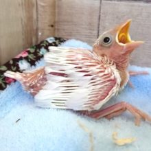 白文鳥のヒナ！いますよ～～