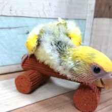 人が好きなんです。。コザクラインコ　タイガーチェリー
