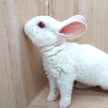 雪うさぎ♪♪レッキス(アルビノ)～～