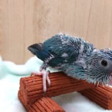 ちっこいインコさん！マメルリハインコ　（ブルー）女のコ～～