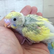 ふんわり系～セキセイインコ　スパングルパイド　２０２０　１２月２５日