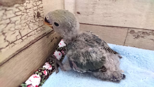 コザクラインコ（小桜インコ）