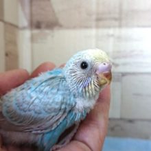 人気の高いセキセイインコ！レインボーになりますっ
