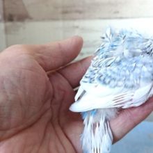 後ろばかり気にしていますが。。明るく前向きなコです～～