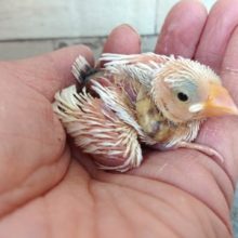 定番人気！白文鳥、いますよーーーー