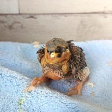 春にはキレイな色に変化します☆桜文鳥～～