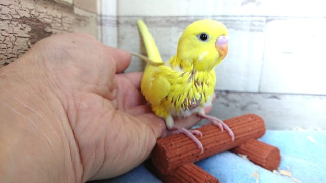 久々入荷♪セキセイインコ　ダブルファクター　黄色の黒目さん★