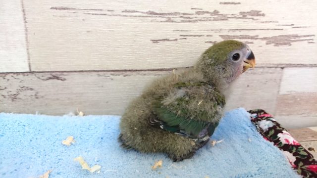 コザクラインコ（小桜インコ）