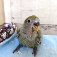 可愛い綿毛も今だけ。。コザクラインコ　ノーマルになりますっ！