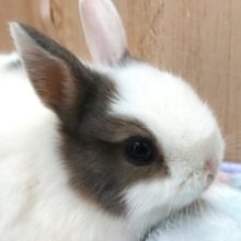 おっとりマイペースさん～ドワーフラビットいますよ～～