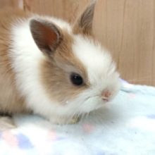 ちびっこ☆ドワーフラビット　きました～～