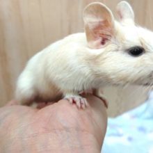 おっとりマイペース☆デグー ホワイト～～