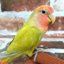 超ホヤホヤ最新画像☆１２月２８日撮影～ラブラブラブバード♡コザクラインコヒナ(シナモンオパーリン)〜！