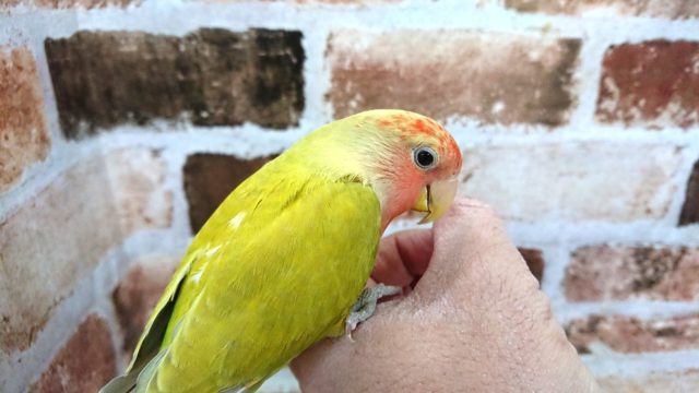 コザクラインコ（小桜インコ）