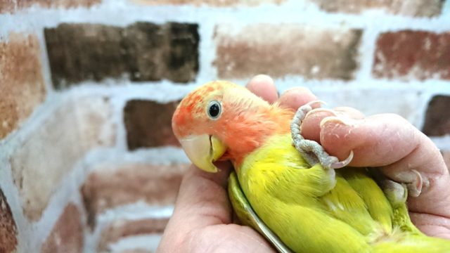 コザクラインコ（小桜インコ）