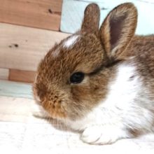 久しぶりの「ミニウサギ」でｺﾞｻﾞｲﾏｽ！！～～
