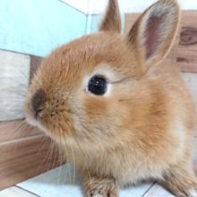 イケメン～ミニウサギ、いますよっ～～