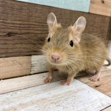 キュートの嵐♡デグーくん(サンド)