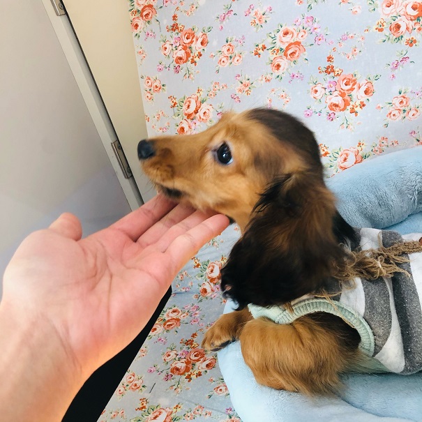 ミニチュアダックス