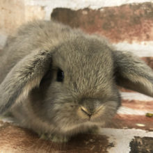 撮影よりおやつでしょ！！食いしん坊のロップイヤーさん(オパール)