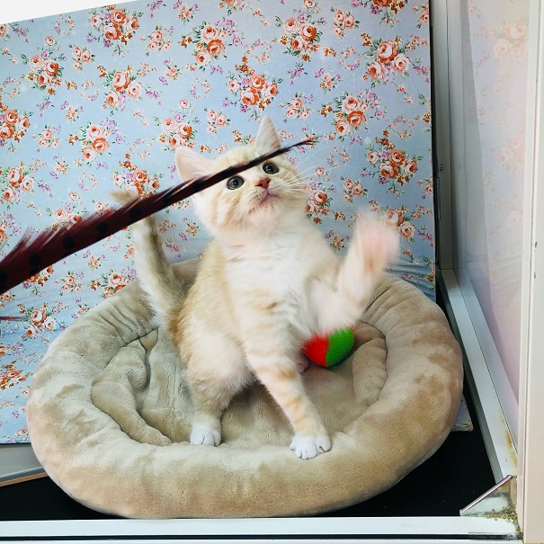 スコティッシュフォールド