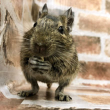 おやつには勝てません！！デグーちゃん(ノーマル)