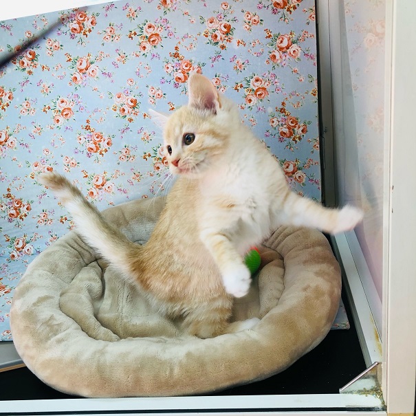 スコティッシュフォールド