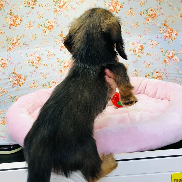 ミニチュアダックス