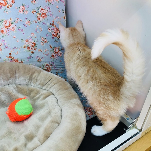 スコティッシュフォールド