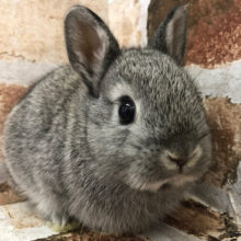 まるっまるボディー代表？ネザーランドドワーフ(グレー)