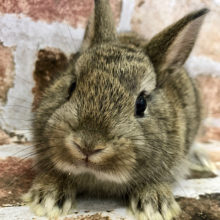 ドキドキでお目目が溢れそう・・ネザーランドドワーフ(チェスナット)