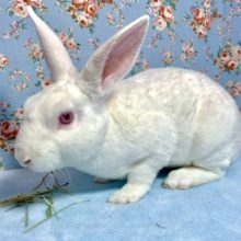 レッキス  アルビノ  男の子  12月29日