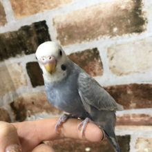 超ホヤホヤ最新画像☆変化がたのしみですよ～♪セキセイインコ(ライラック)