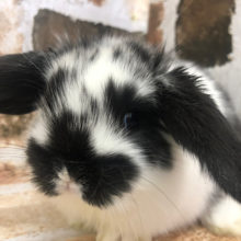 ごましおキュート♥♡ロップイヤーさん