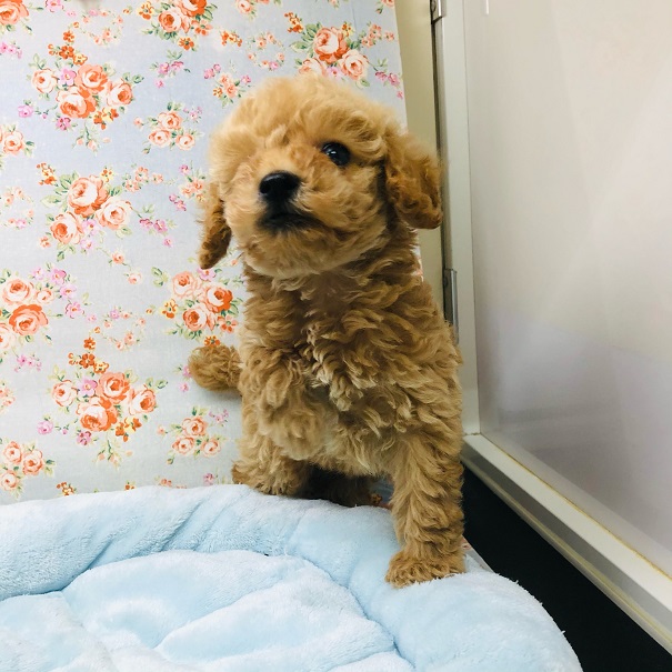 砂糖より甘い!?甘えん坊のトイプードルくん(アプリコット) トイプードル