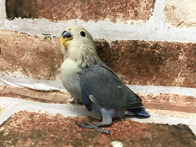 コザクラインコ（小桜インコ）