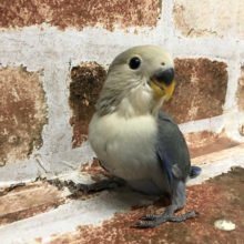 超ホヤホヤ最新画像★コザクラインコ(バイオレットファクター)いかが？