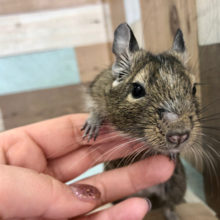 恐怖心はゼロ★デグーちゃん(ノーマル)